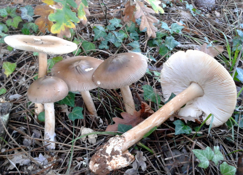 Imagen de setas en el campo